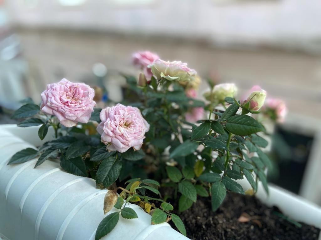 フィゲイラ・ダ・フォズCasa Rosas Do Mondegoアパートメント エクステリア 写真